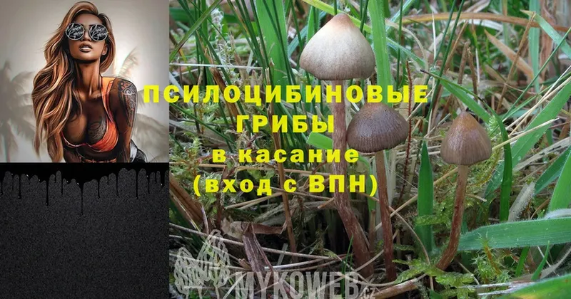 Галлюциногенные грибы Cubensis  Алагир 